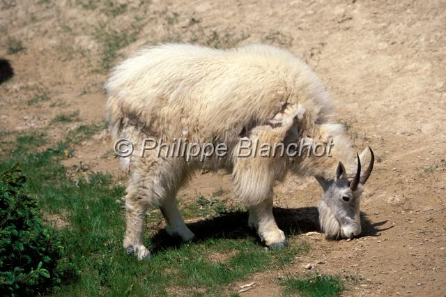 chevre montagnes.JPG - Chèvre des MontagnesMountain goatRocheuses canadiennesAlbertaCanada